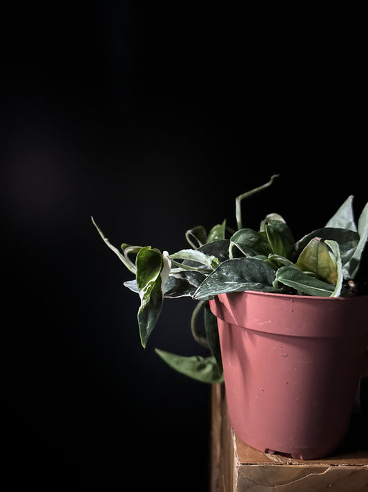 Epipremnum pinnatum ‘Variegated’