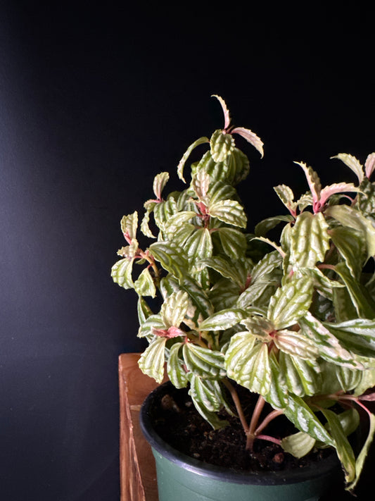 Pilea ‘Aluminum Plant’