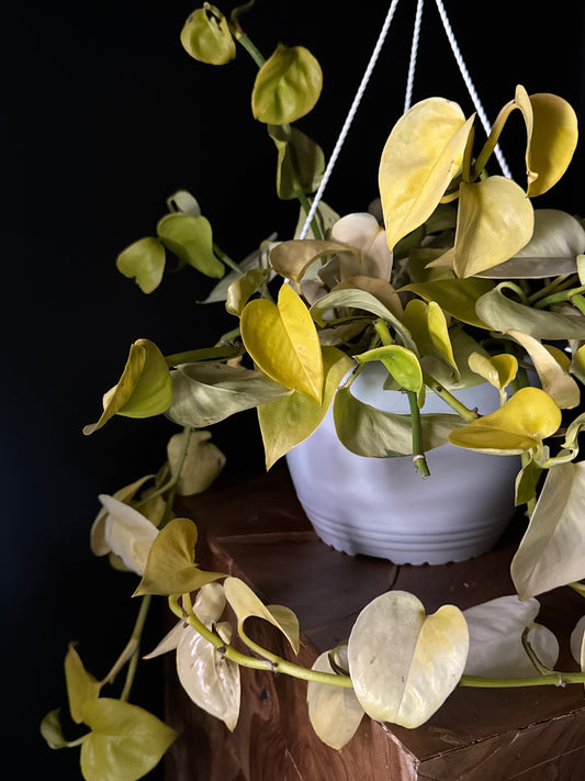 Pothos - Néon