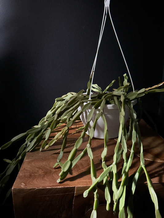 Rhipsalis paradoxa