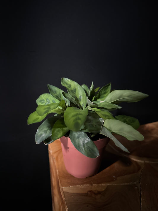 Calathea Lietzel - Calathea spp