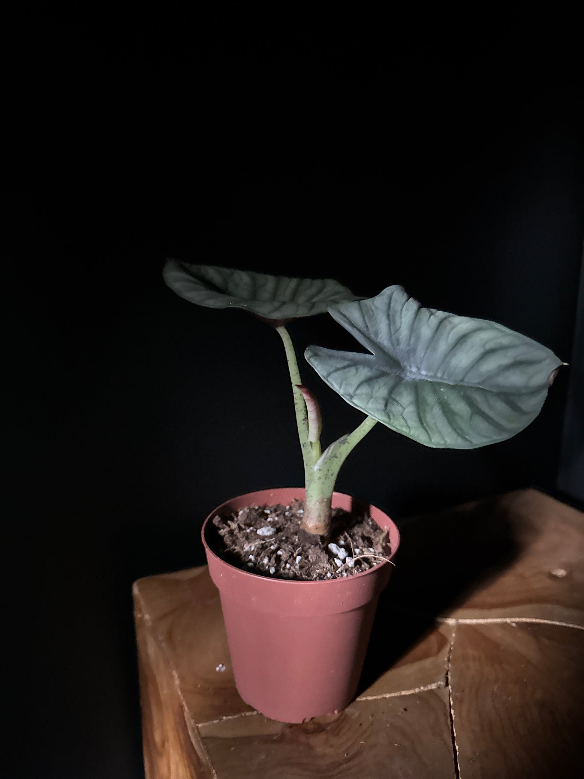 Small potted Alocasia nebula imperialis plant with a terracotta pot on a wood surface with a black background 