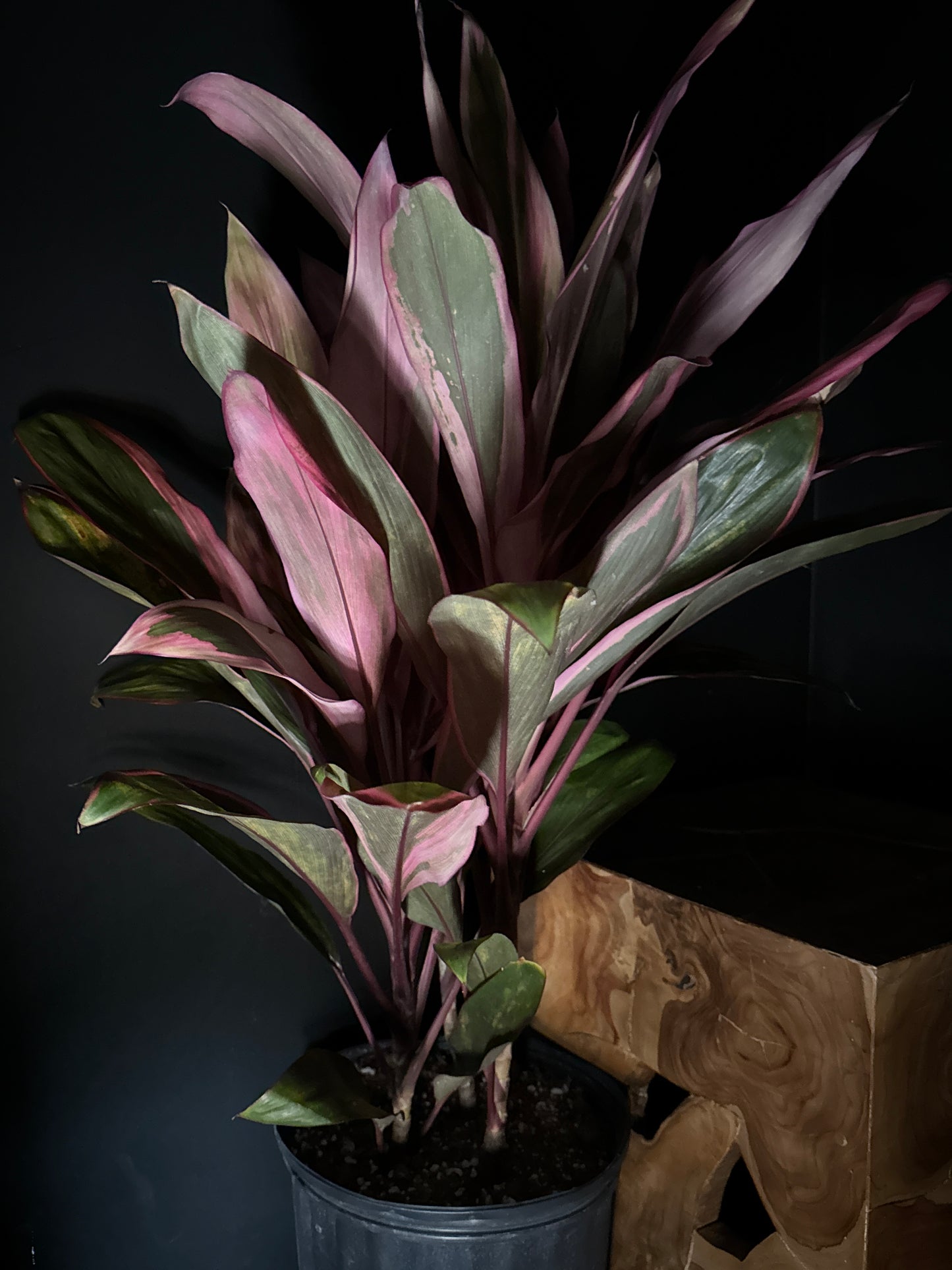 Cordyline