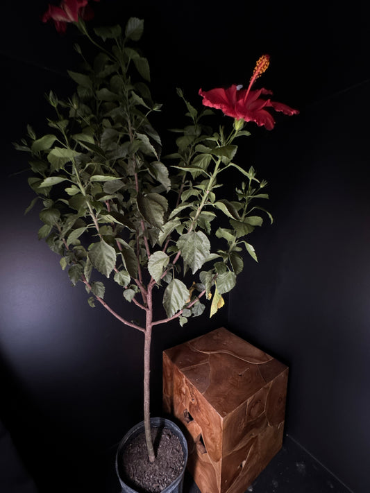 Hibiscus Std