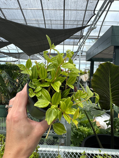 Peperomia angulata (Peperomia quadrangularis)