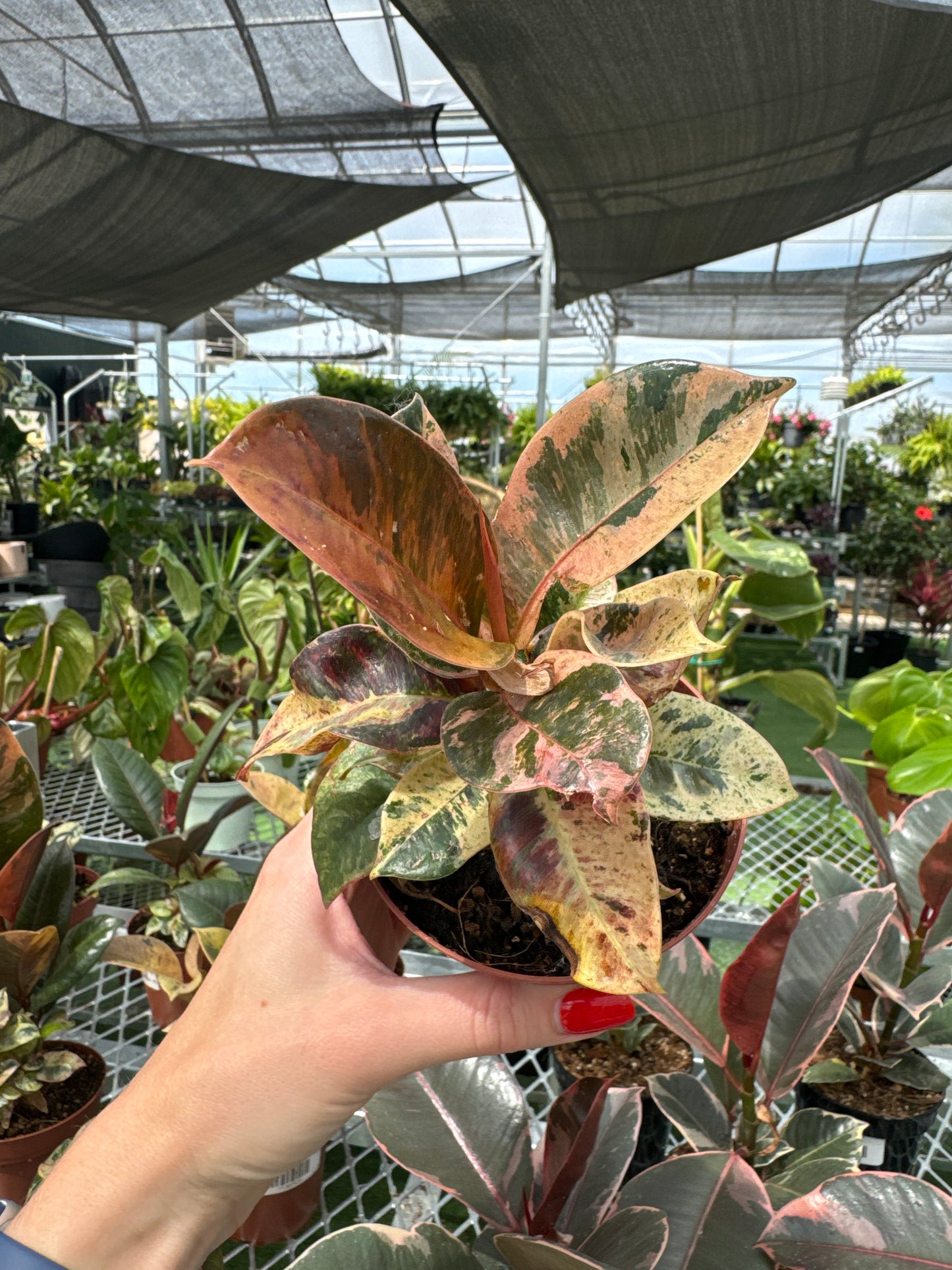 Ficus ‘Moonshine’