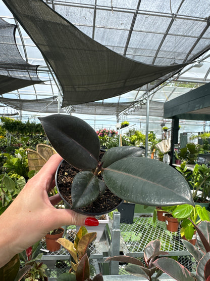 Ficus decora 'Burgundy'