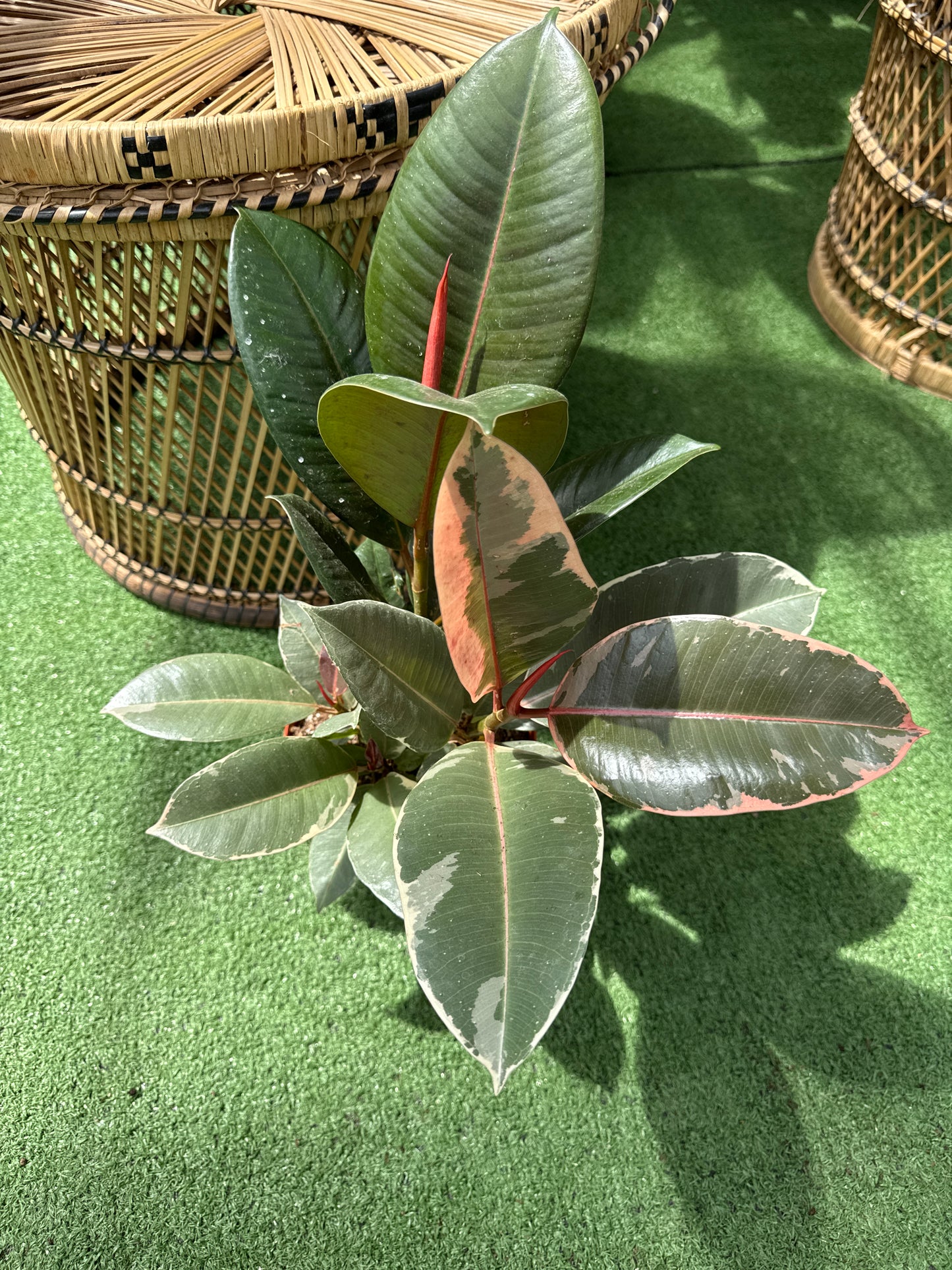 Ficus Rubber Tineke Plant