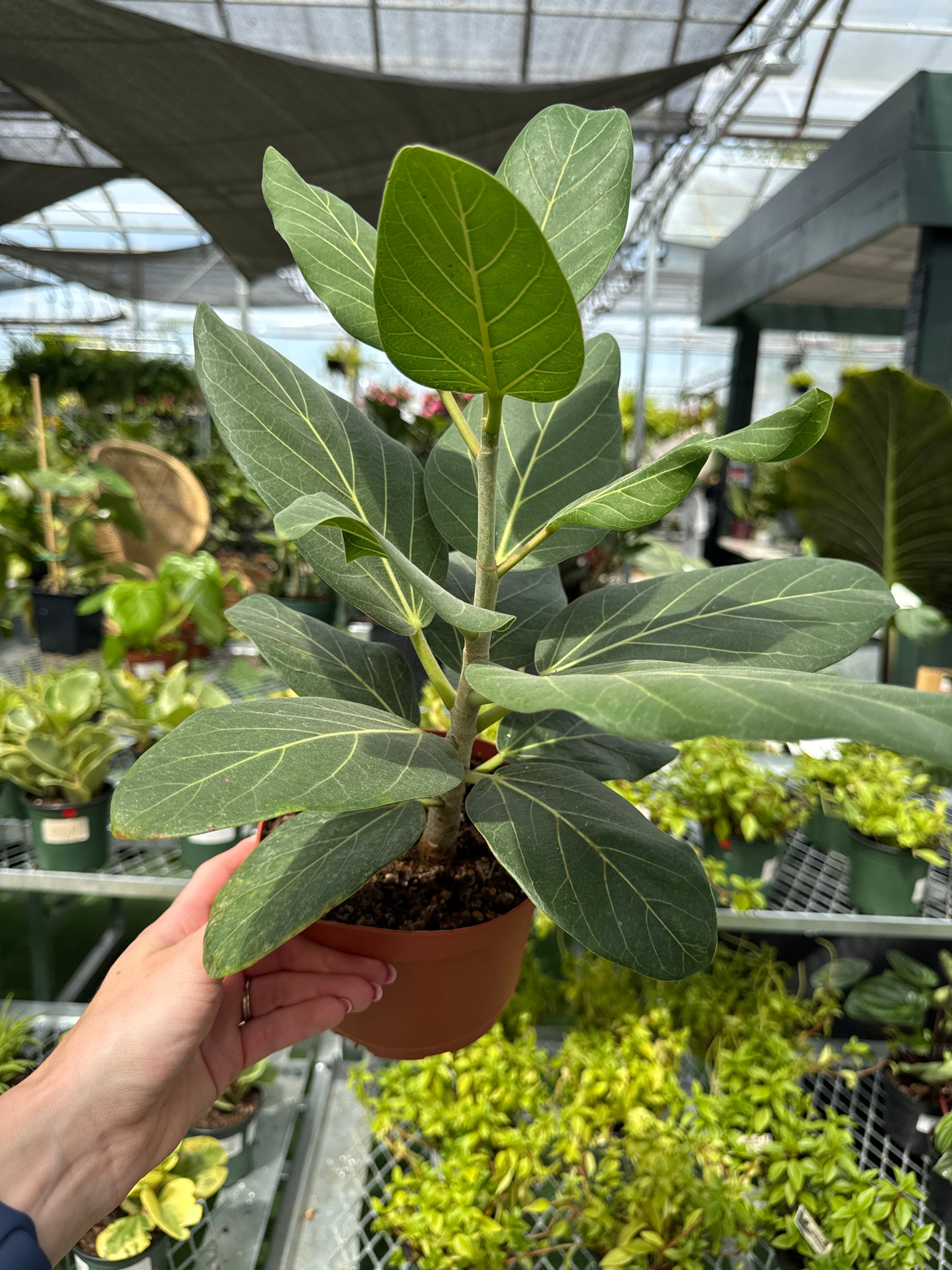 Ficus Audrey (Ficus benghalensis)