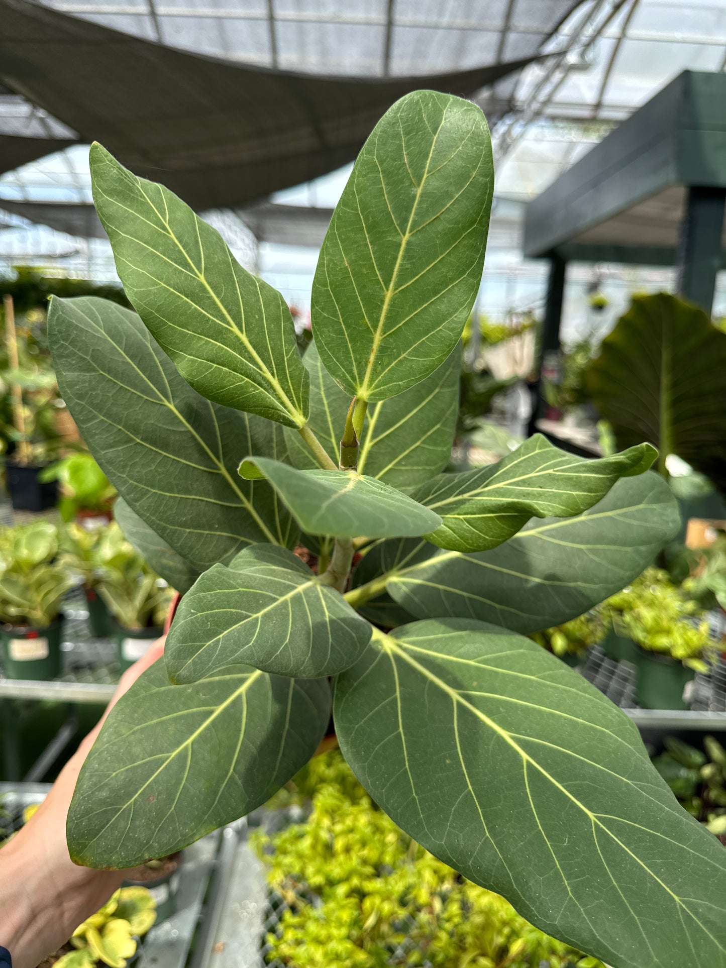 Ficus Audrey (Ficus benghalensis)