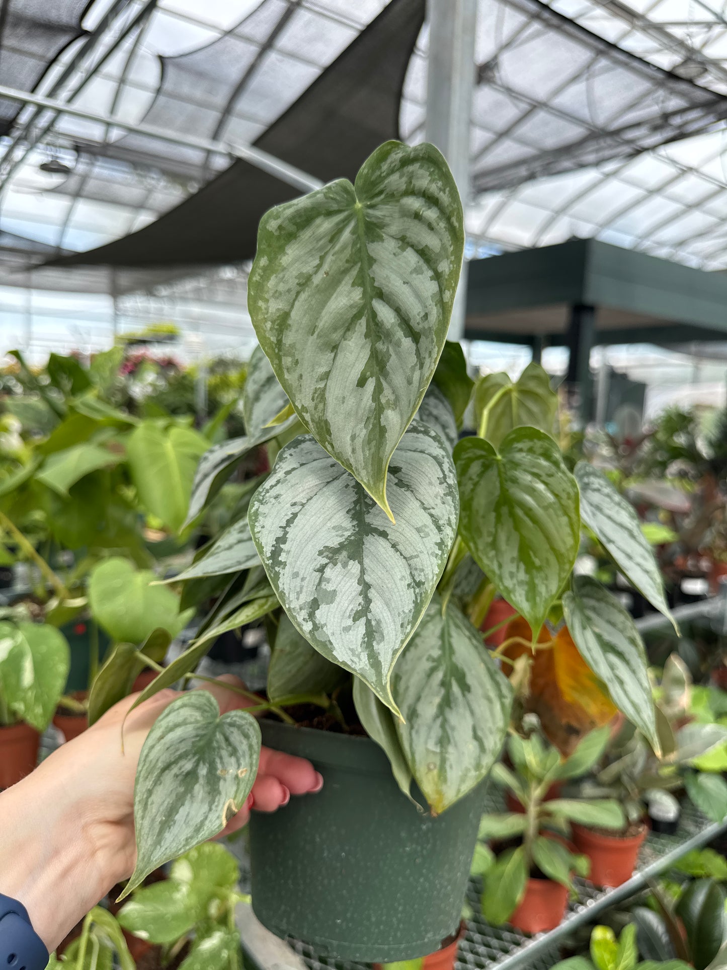 Philodendron Brandtianum