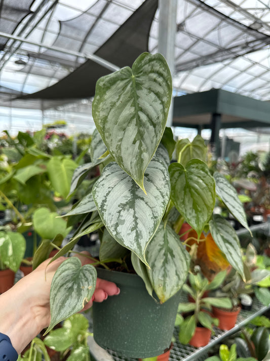 Philodendron Brandtianum