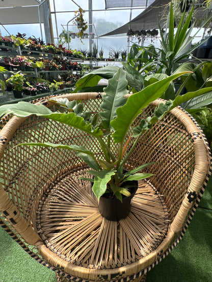 Philodendron ‘Narrow Tiger Tooth’ (Philodendron spp.