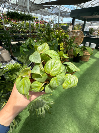 Philodendron sodiroi ‘Ornatum Giant Silver’