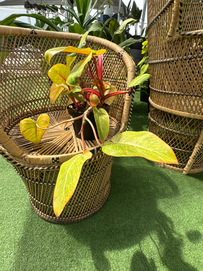 Philodendron Painted Lady