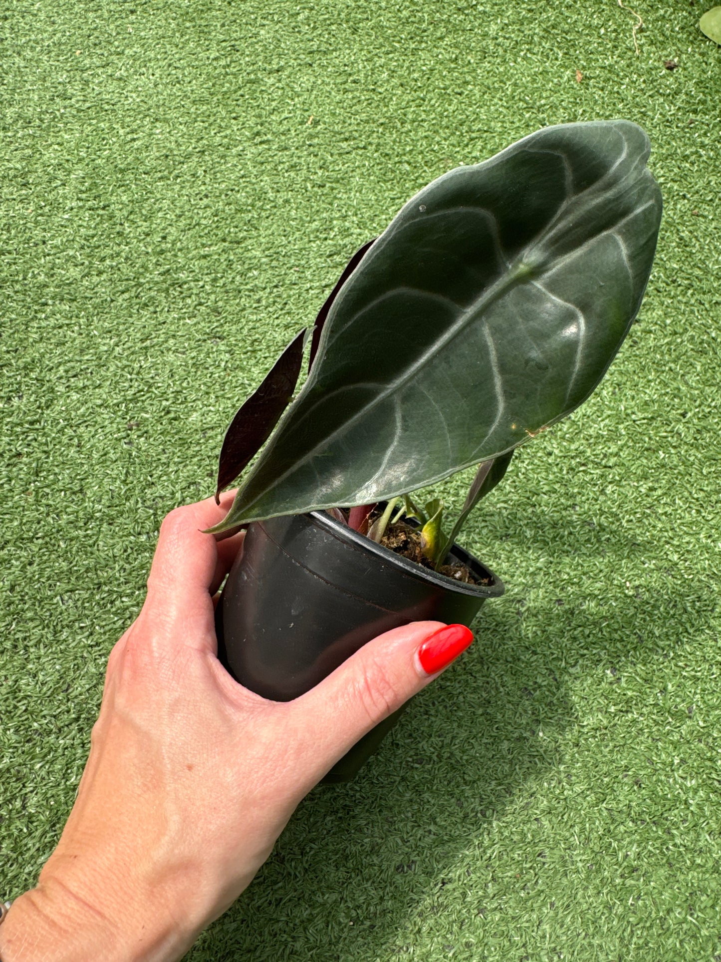 Hand holding a potted alocasia Watsonia plant with a large green leaf against a green grass background