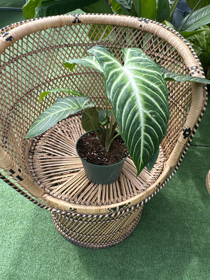 Xanthosama Lindenii