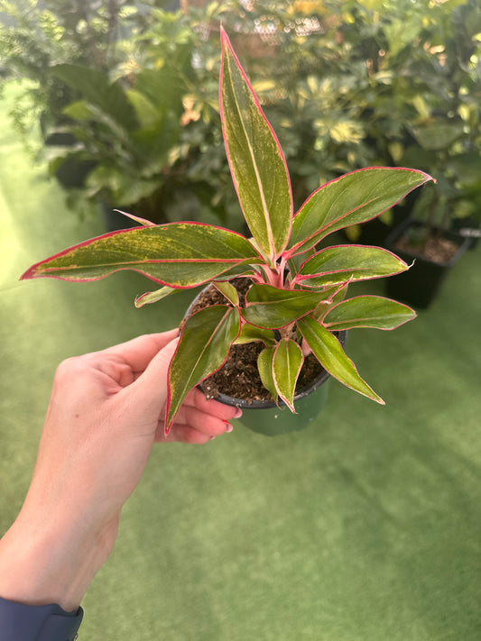 Red Chinese Evergreen