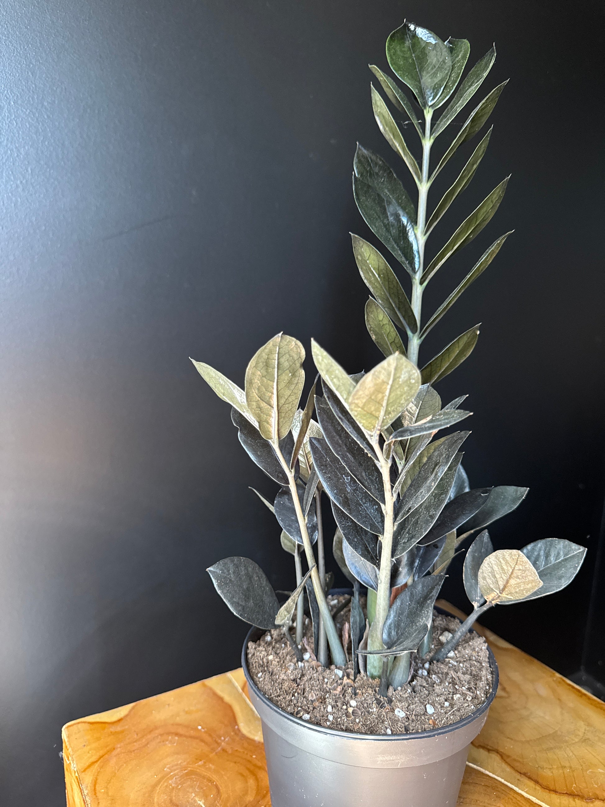 black raven zz plant for sale canada ZZ Plant Black Raven