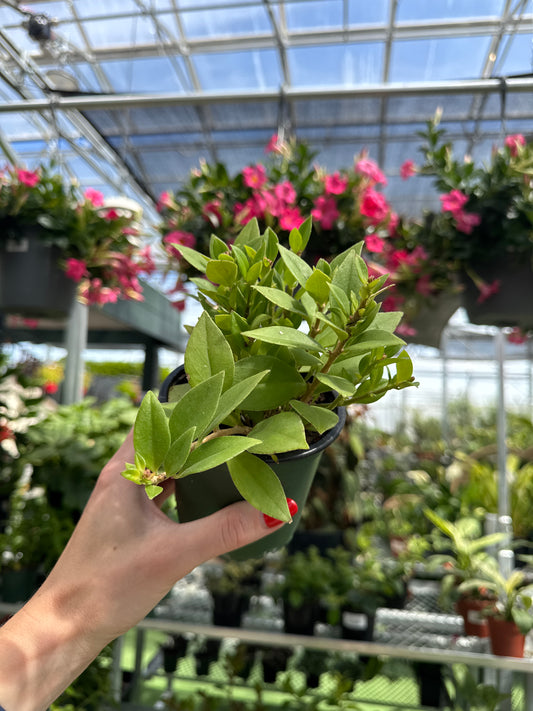 Plante à rouge à lèvres Antares (Aeschynanthus radicans) 