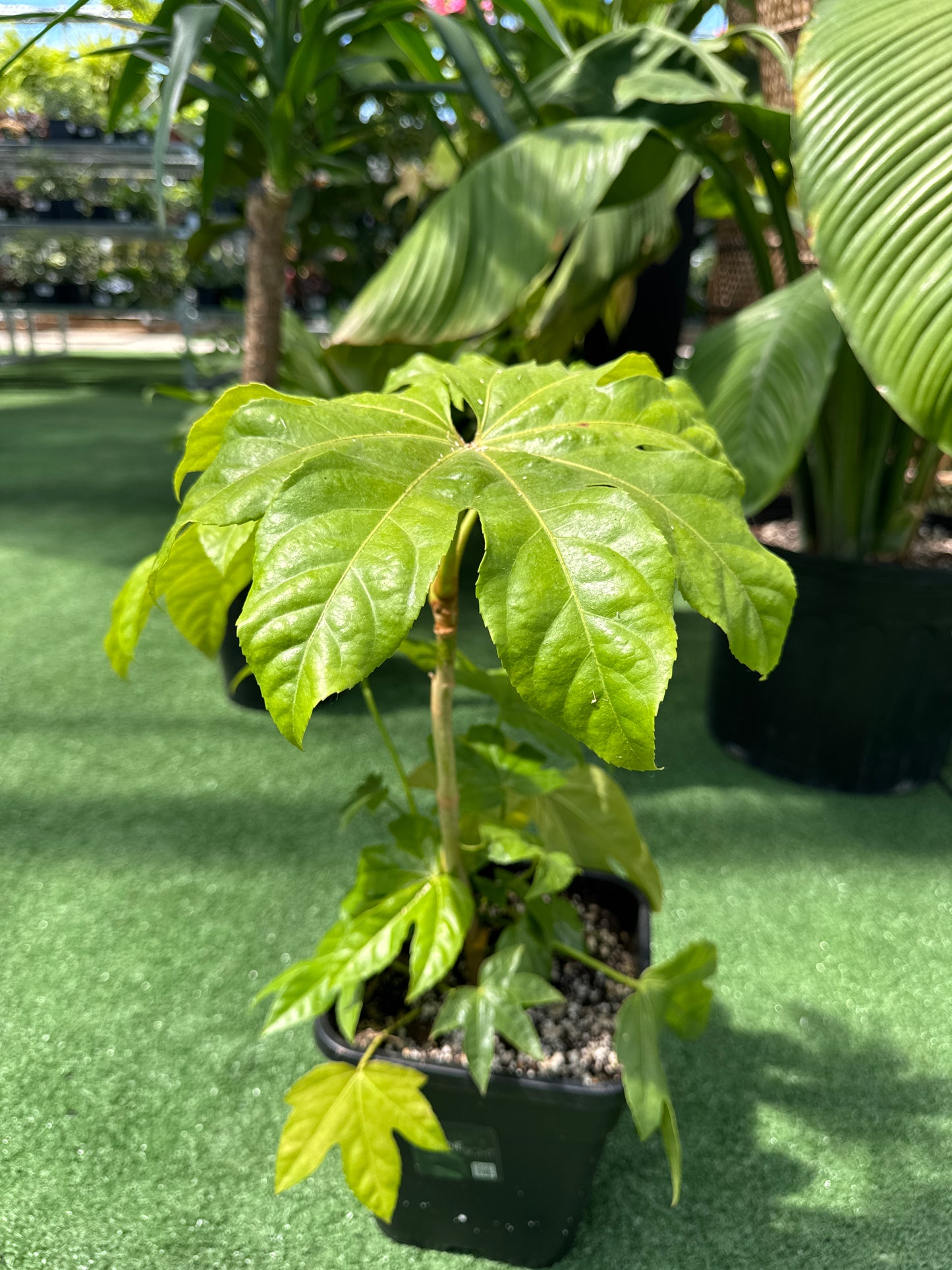Fatsia Japonica