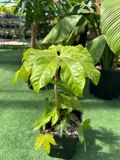 Fatsia Japonica