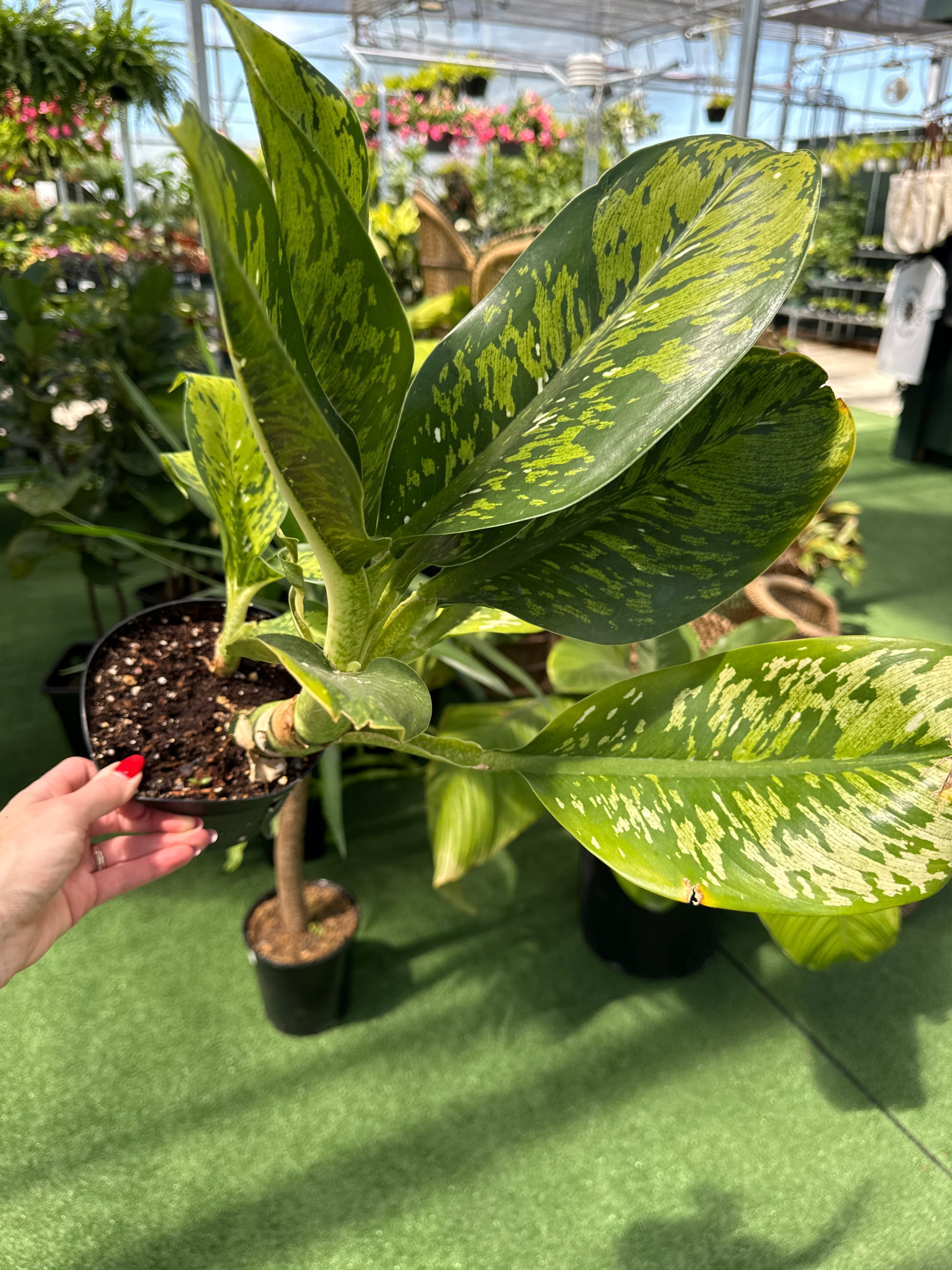 a picture of someone holding a dieffenbachia crocodile plant in a greenhouse 