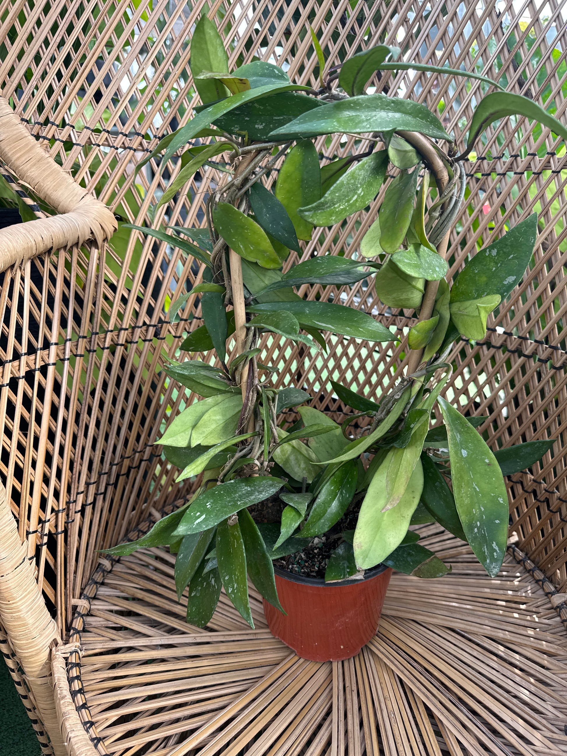 trellis for hoya plant Hoya pubicalyx on Hoop Trellis – Urbane Eight Inc