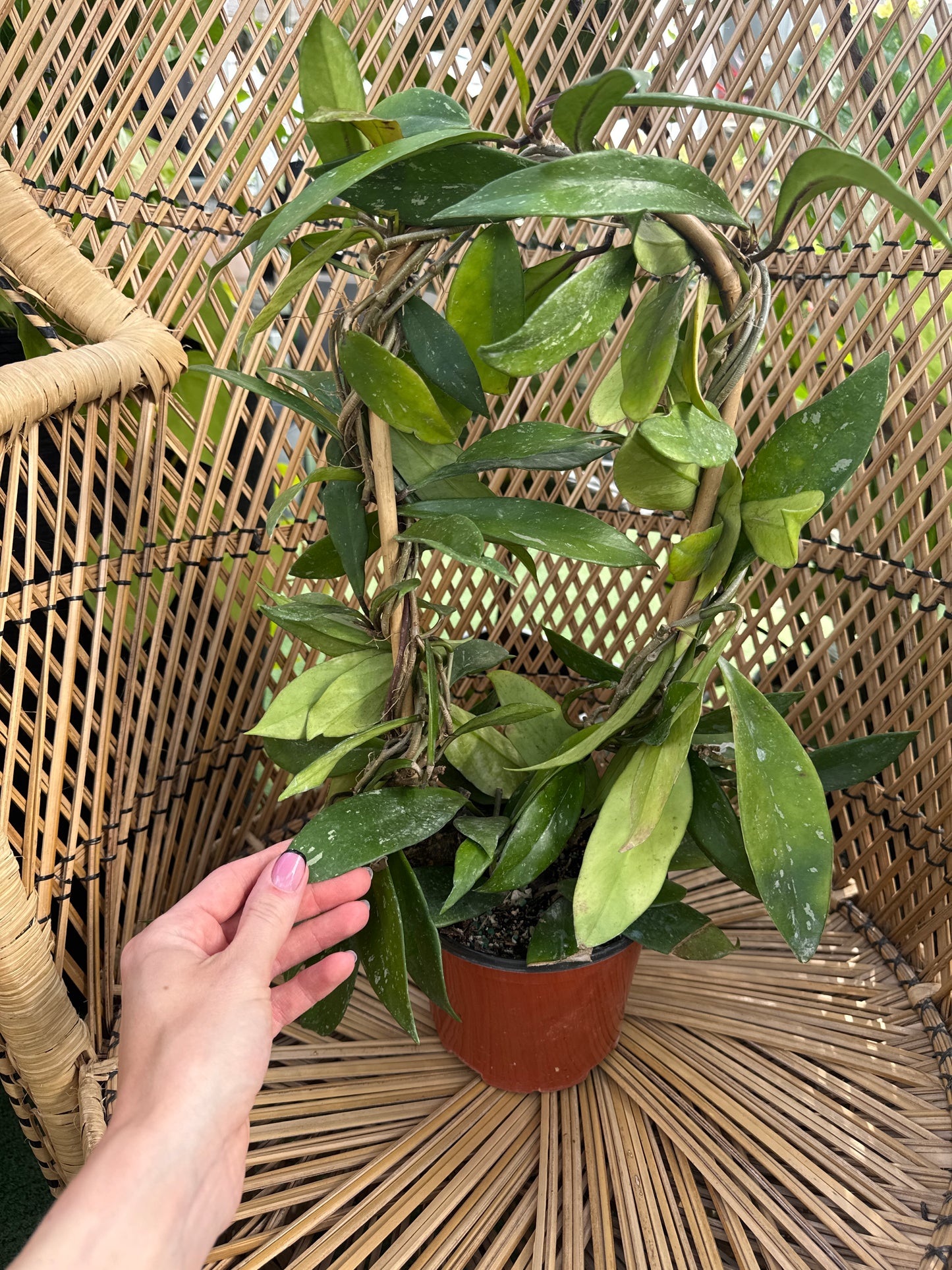 Hoya pubicalyx on Hoop Trellis