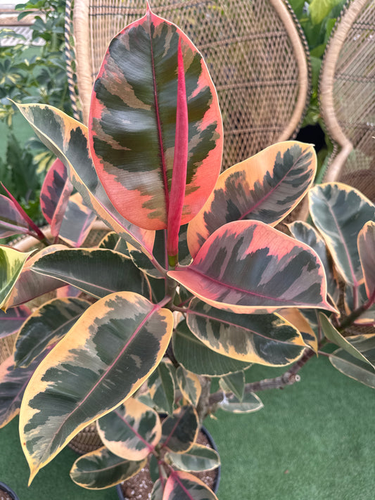 Ficus Ruby