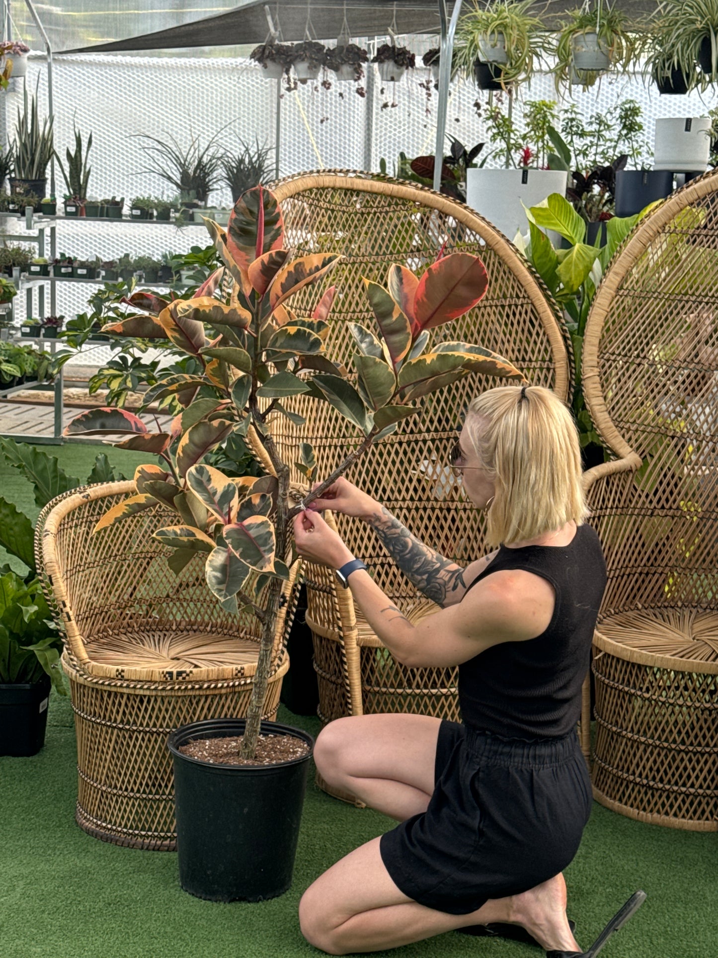 Ficus Ruby