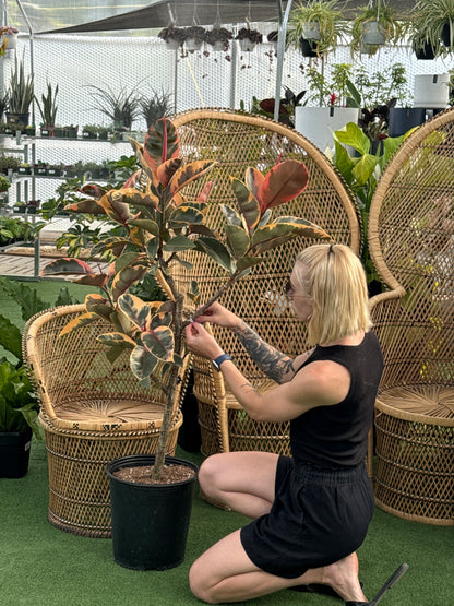 Ficus Ruby