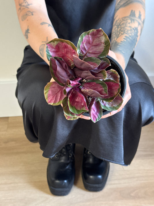 Calathea 'Rosy'