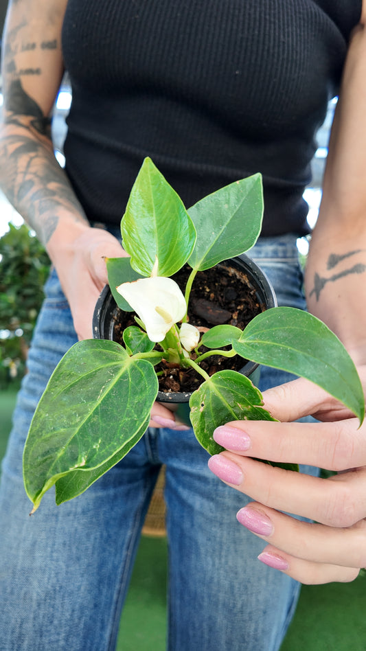 Anthurium