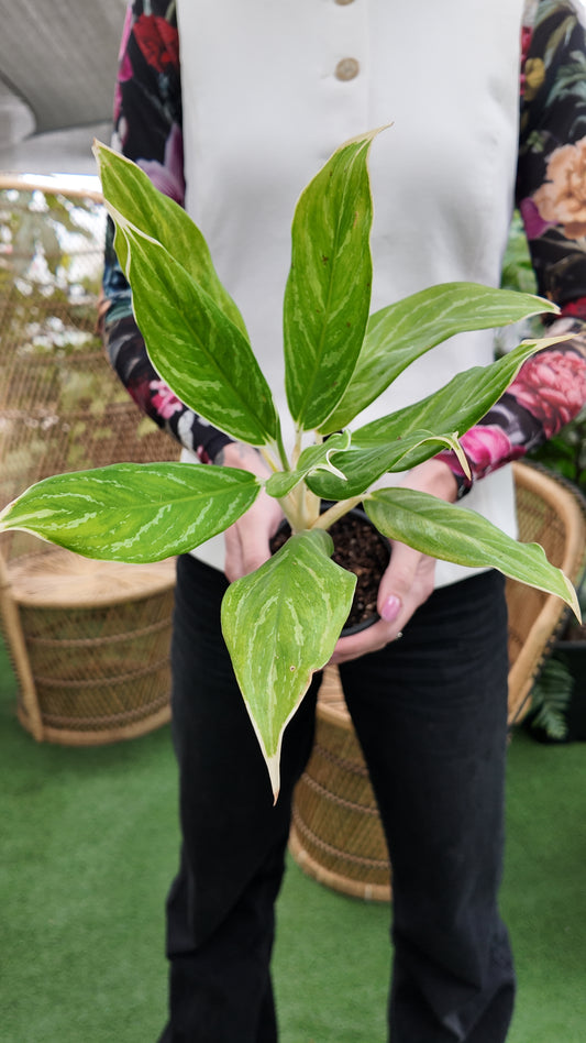 Chinese Evergreen 'White Snow'