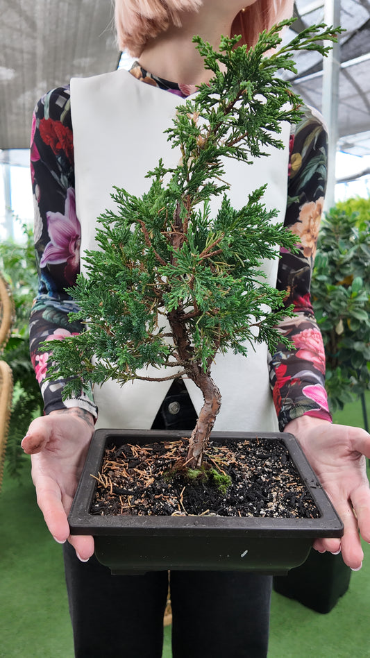 Shimpaku Bonsai