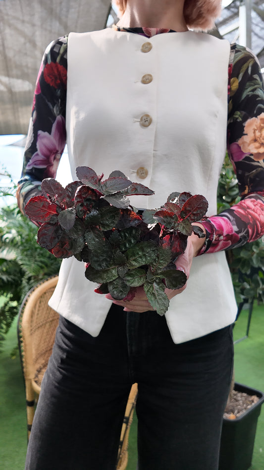 Waffle Plant