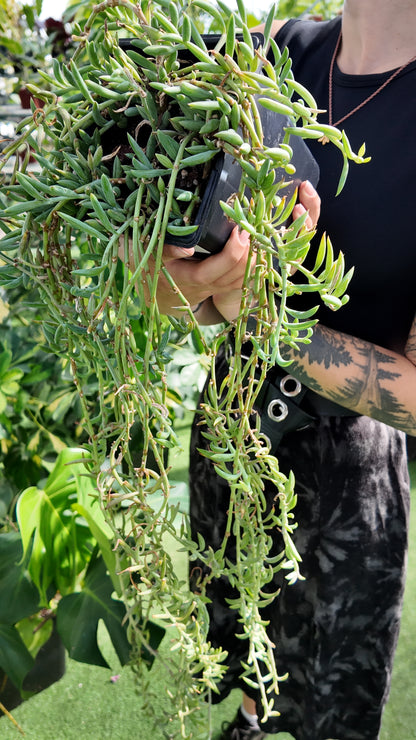 Fish Hook Plant
