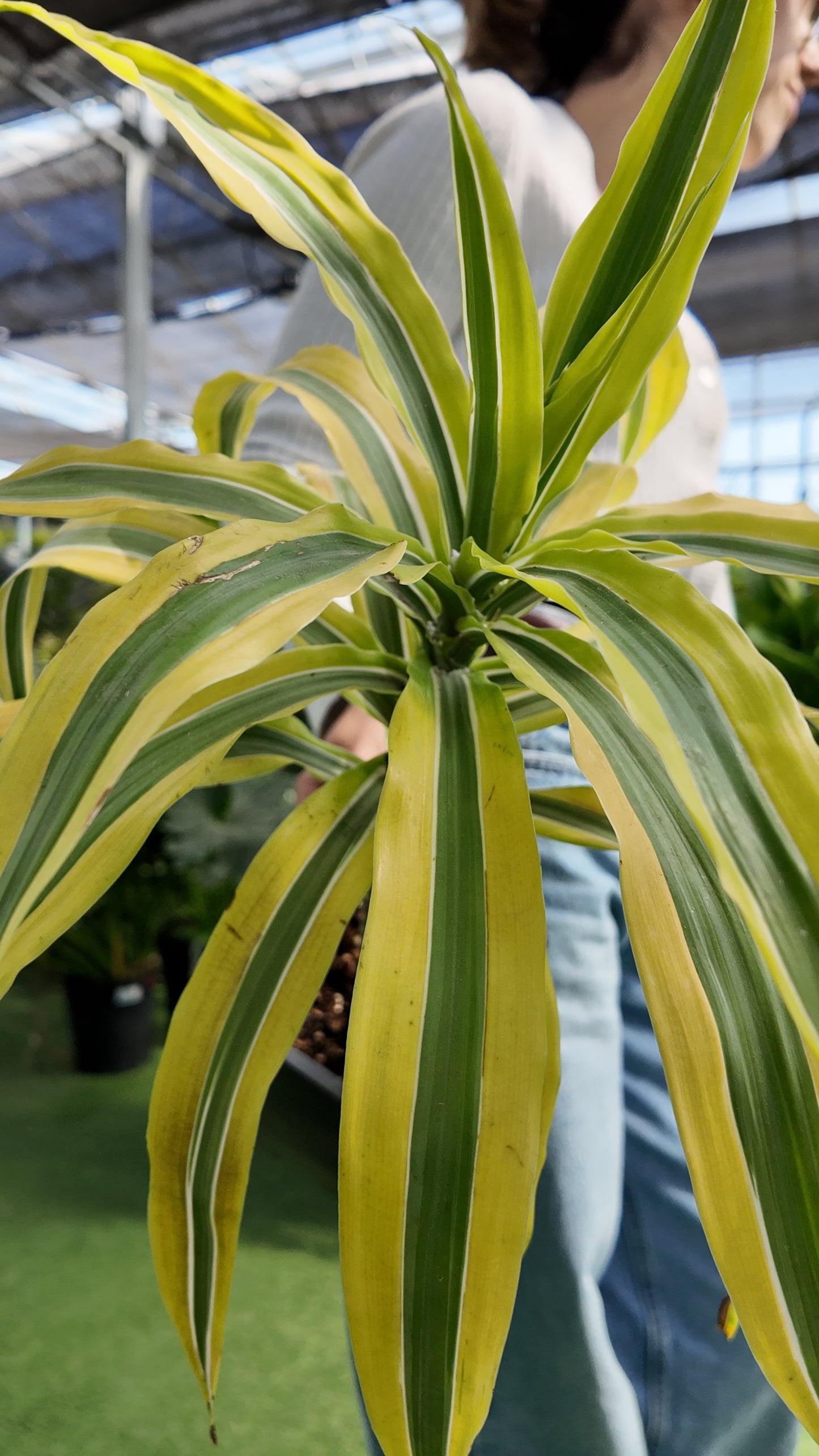 Dracaena Warneckei 'Citron Lime'