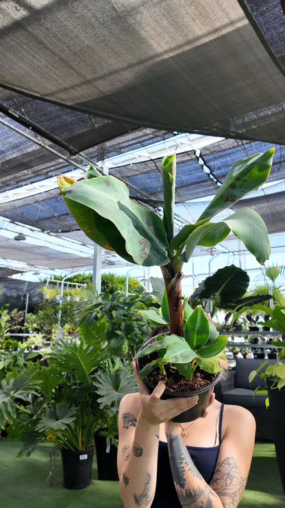 Musa 'Tropicana' (Musa acuminata)