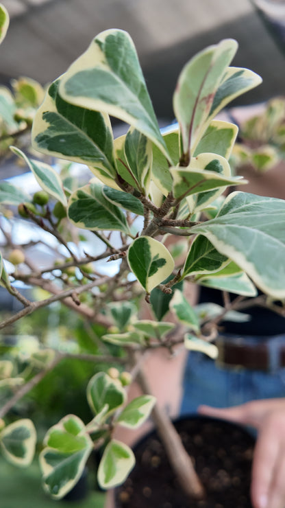 Ficus Triangularis Variegata