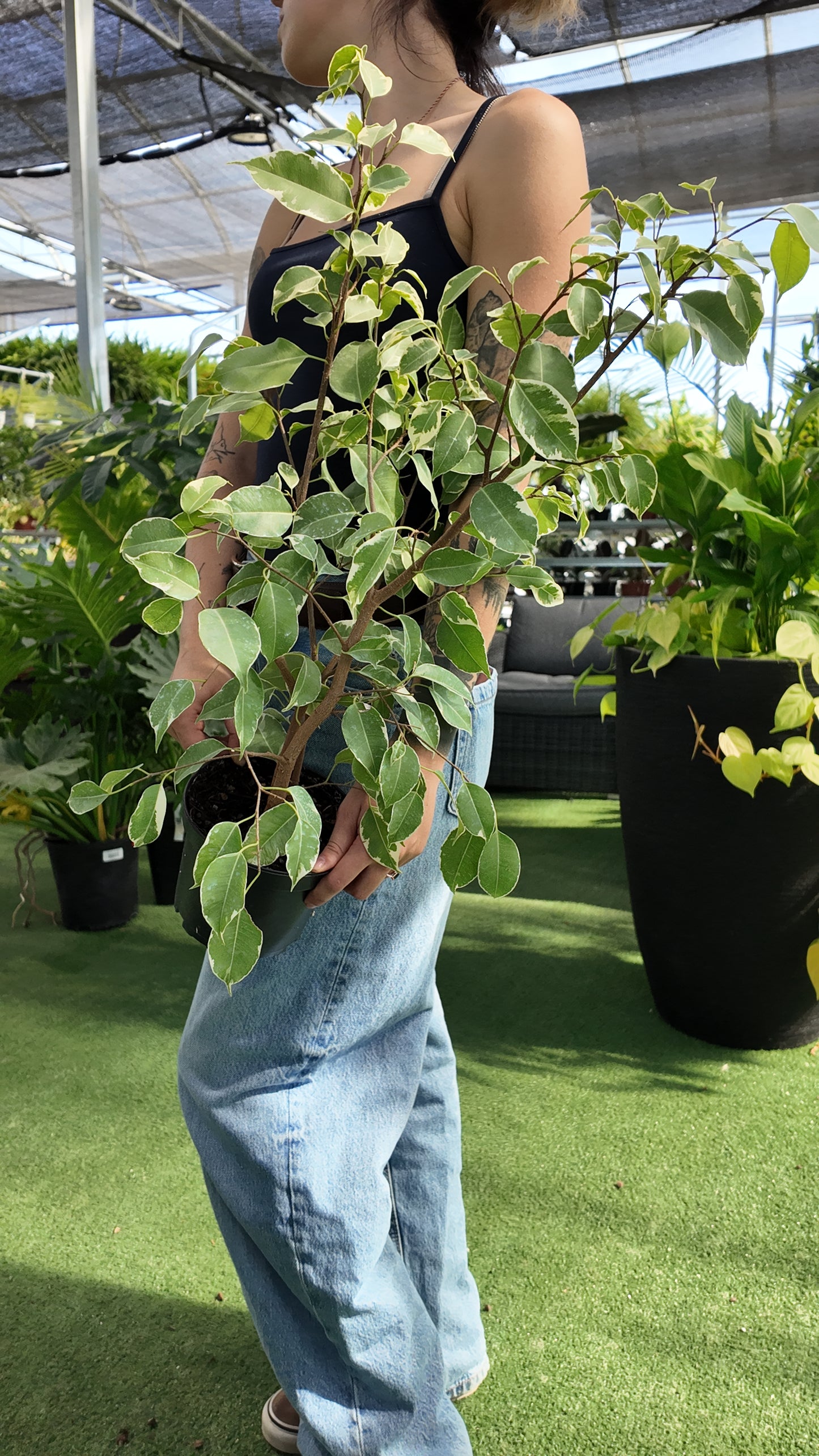 Ficus benjamina 'Variegated'