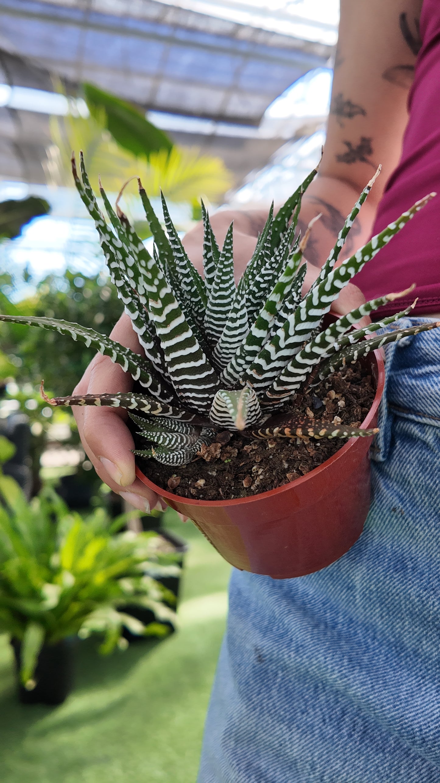 Haworthia