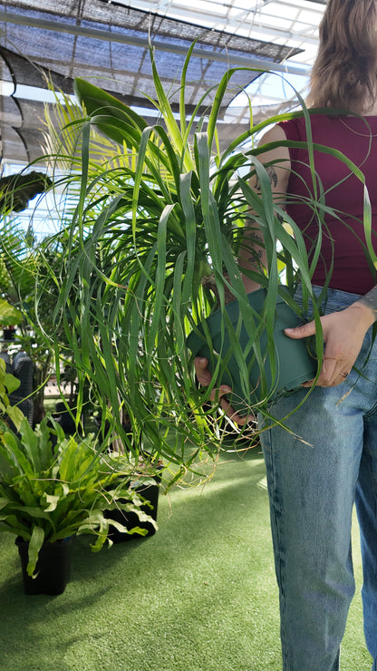Palmier queue de cheval