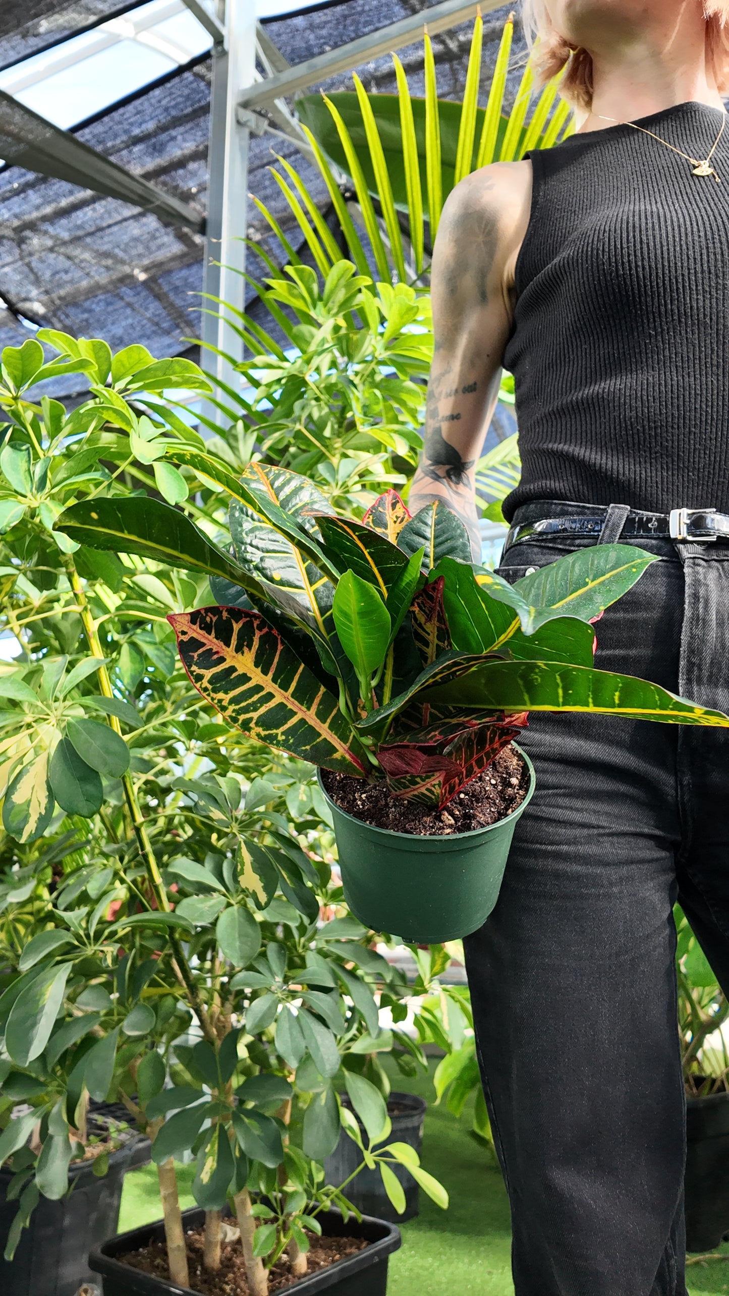 Croton 'Petra' (Codiaeum variegatum 'Petra')
