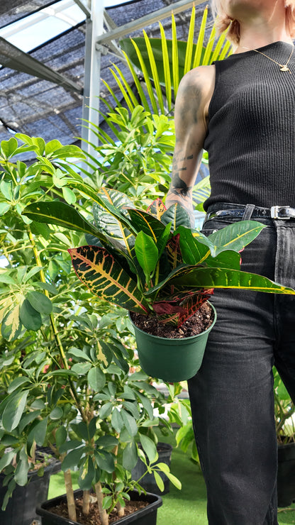 Croton 'Petra' (Codiaeum variegatum 'Petra')