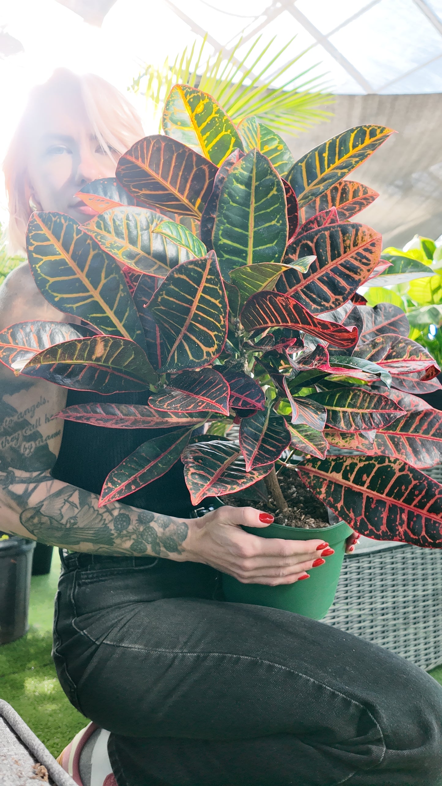 Croton 'Petra' (Codiaeum variegatum 'Petra')