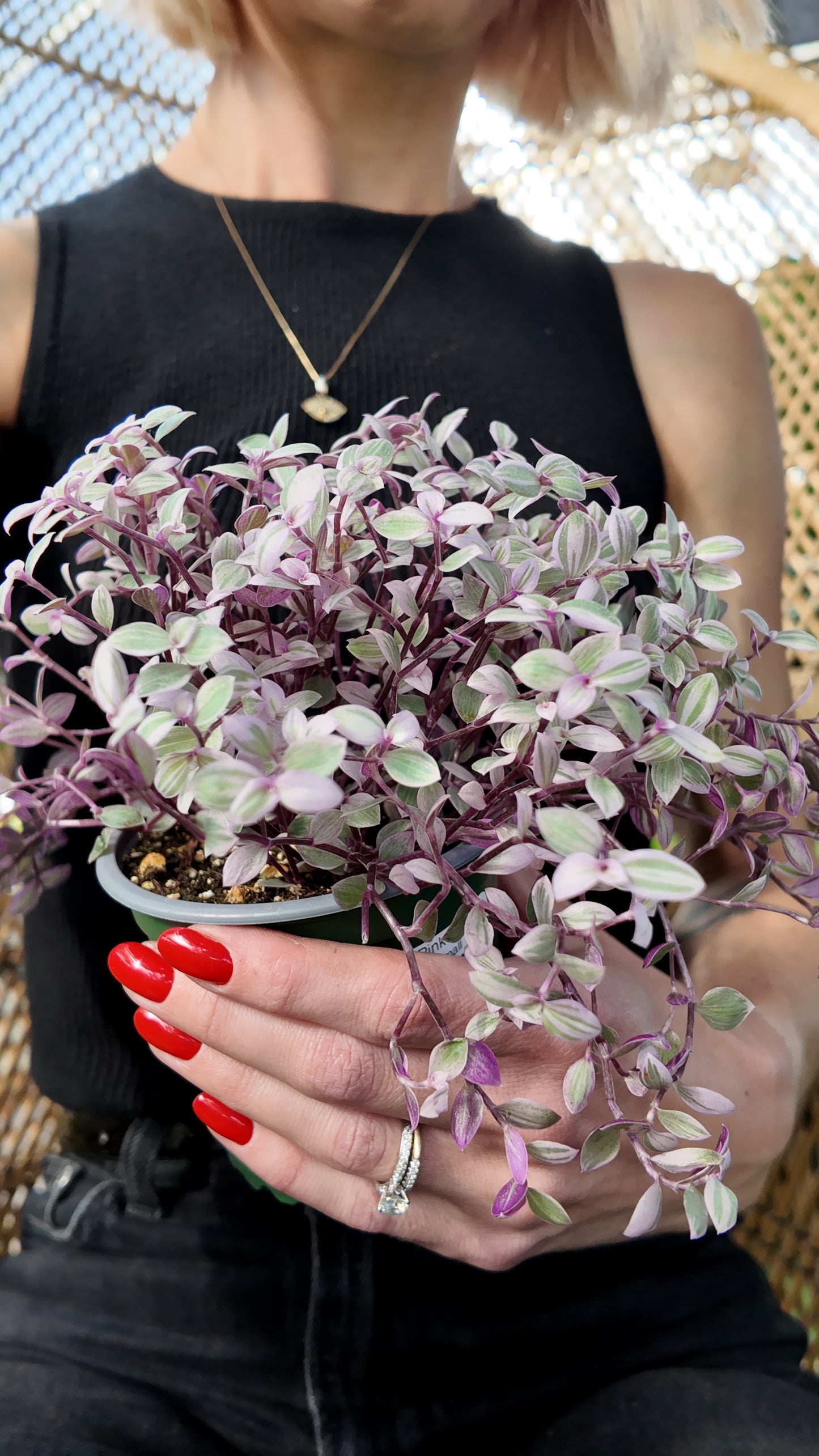 Callisia 'Pink Lady'