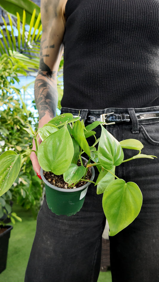 Philo-Heartleaf Cordatum (Philodendron hederaceum 'Heartleaf')