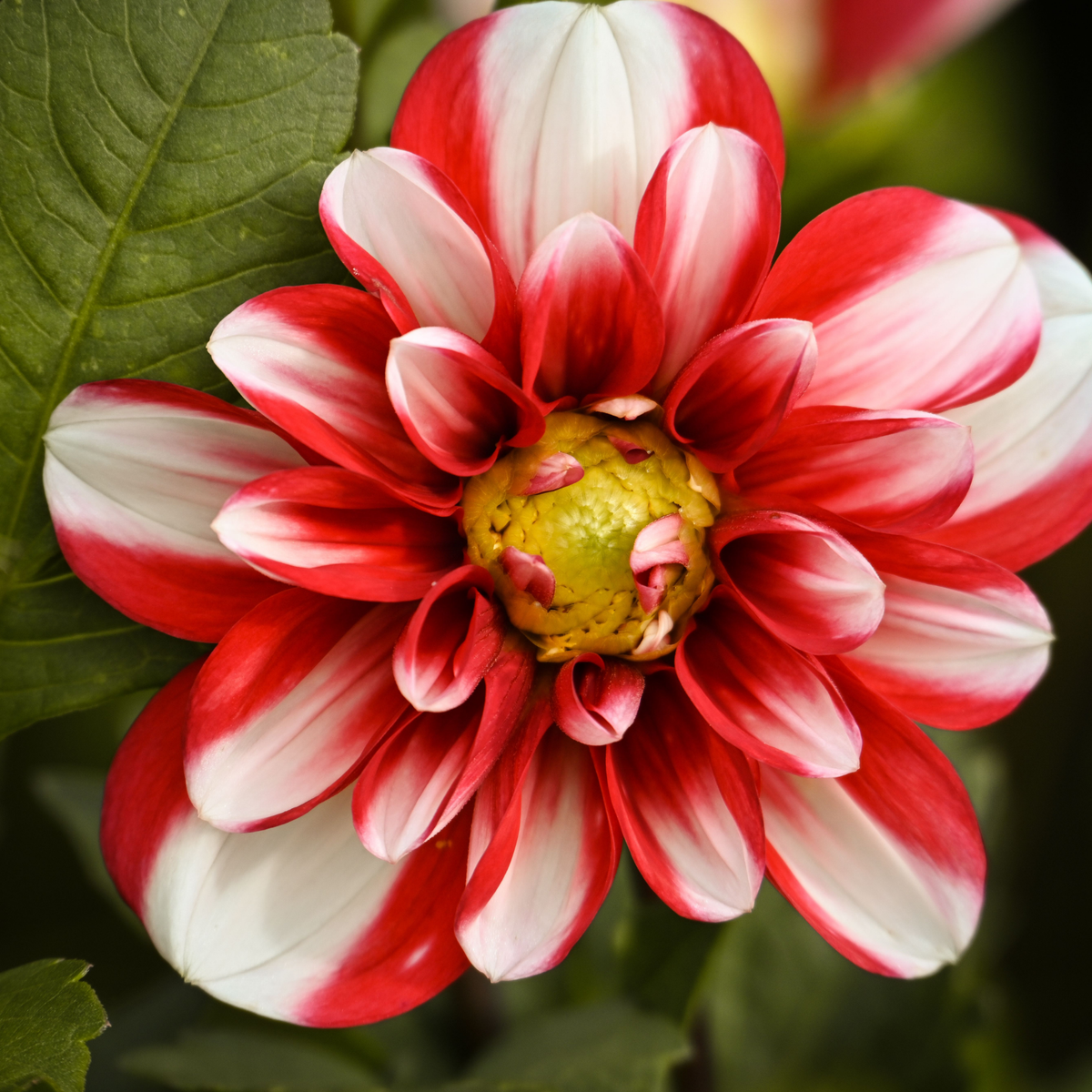 a close up of a red and white dahlia star sister red and white flower with red and white petals and a yellow centre surrounded by green leaves in an outdoor setting
